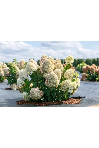 Гортензия метельчатая Ливинг Саммер Лав в цвете